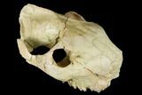 Fossil Oreodont (Merycoidodon) Skull - Wyoming #174373-7